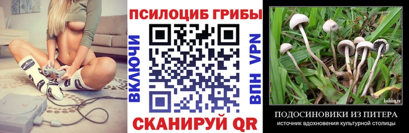 Галлюциногенные грибы Psilocybe  Купить где  Новоржев 
